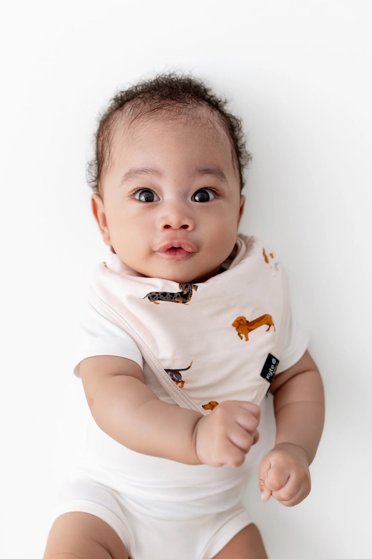 Bib || Dachshund
