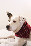 Organic Holiday Pet Badana in Santa Baby